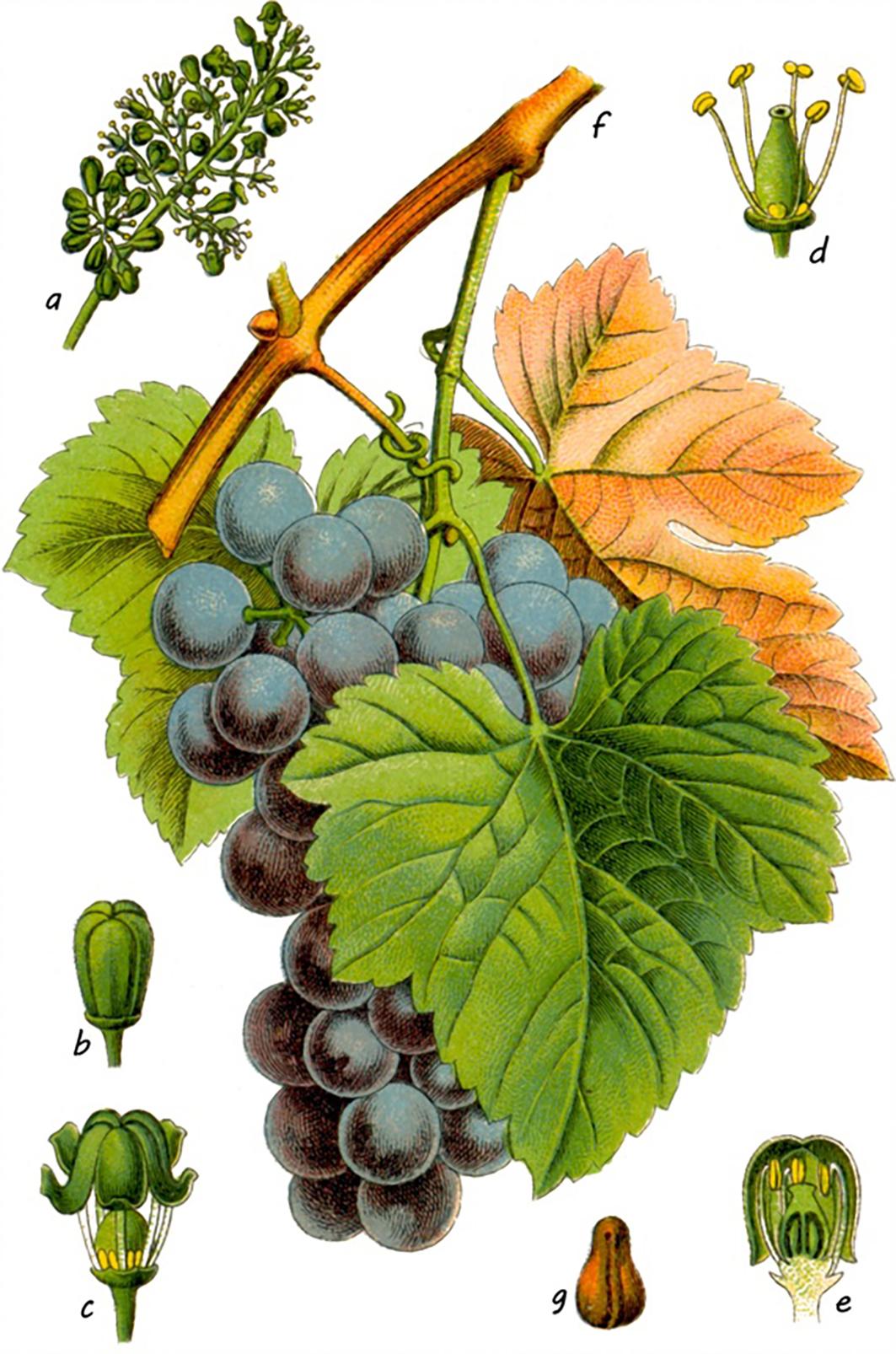 Beispielinhalt (Bild) Die Flora von Deutschland von Jacob Sturm (Jubiläumsausgabe)
