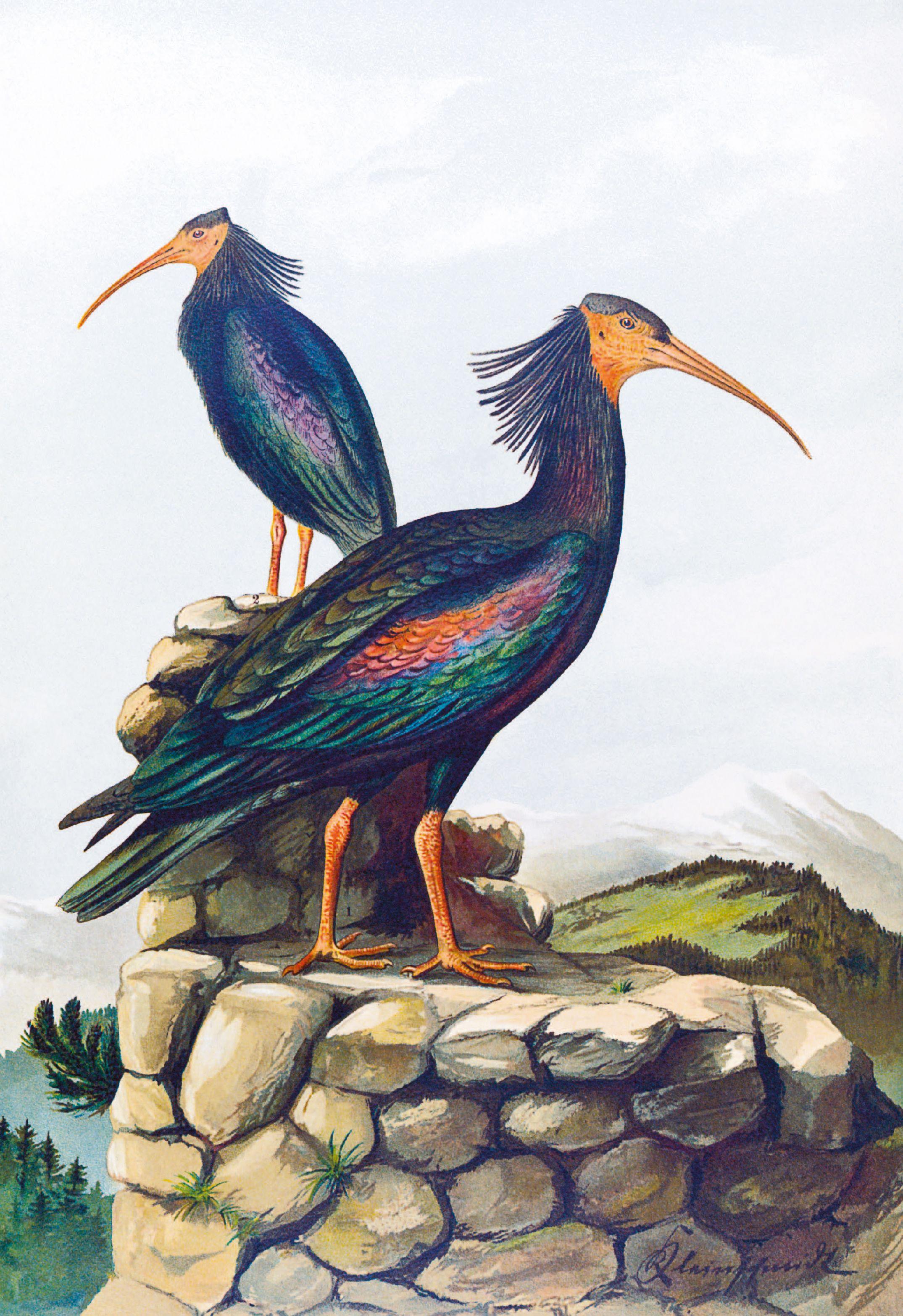 Beispielinhalt (Bild) Die Vögel Mitteleuropas (Jubiläumsausgabe)