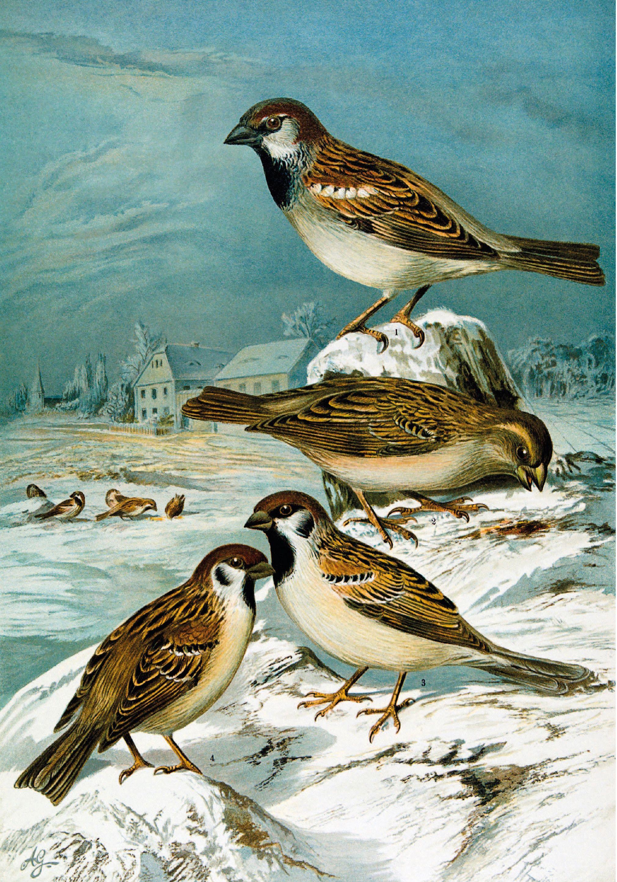 Beispielinhalt (Bild) Die Vögel Mitteleuropas (Jubiläumsausgabe)