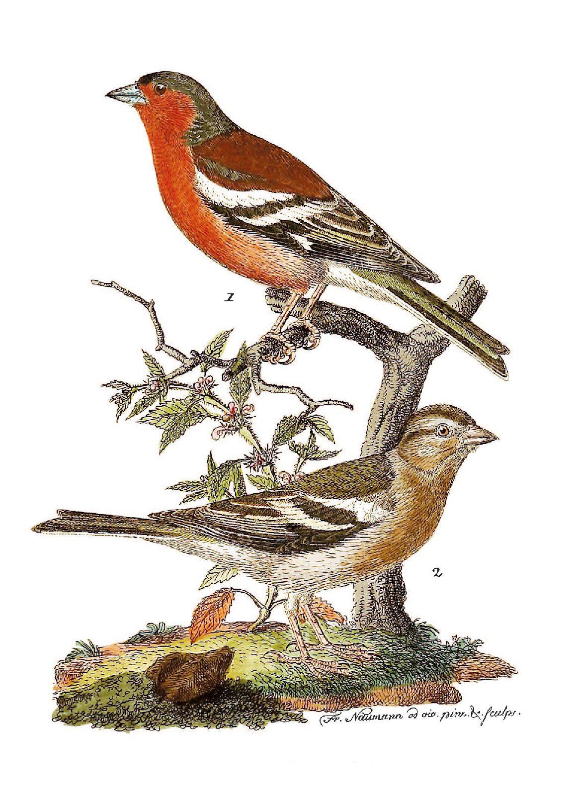 Beispielinhalt (Bild) Die Vögel Mitteleuropas (Jubiläumsausgabe)