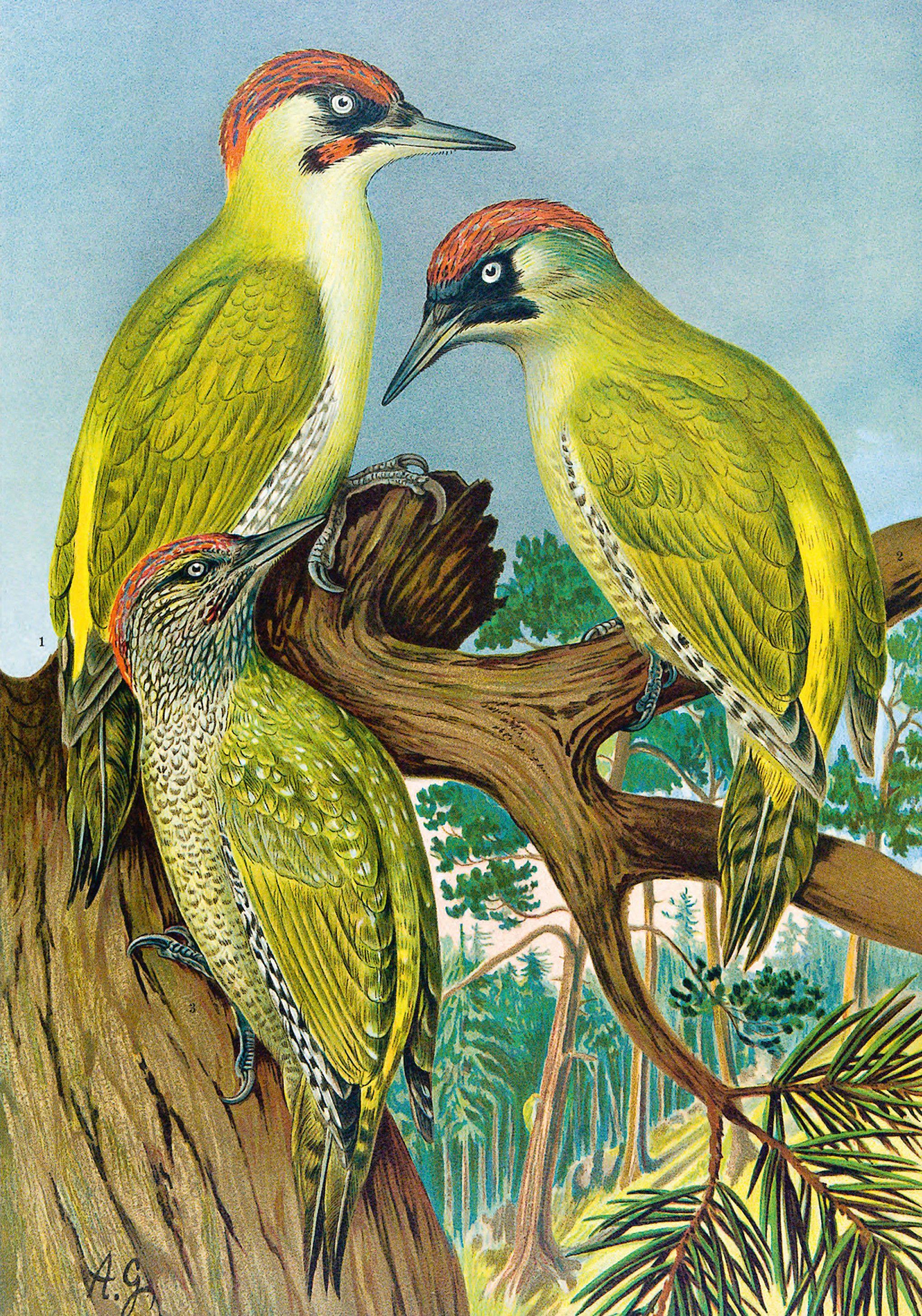 Beispielinhalt (Bild) Die Vögel Mitteleuropas (Jubiläumsausgabe)