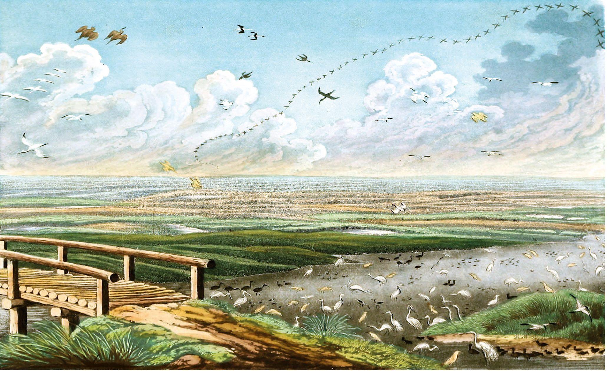 Beispielinhalt (Bild) Die Vögel Mitteleuropas (Jubiläumsausgabe)