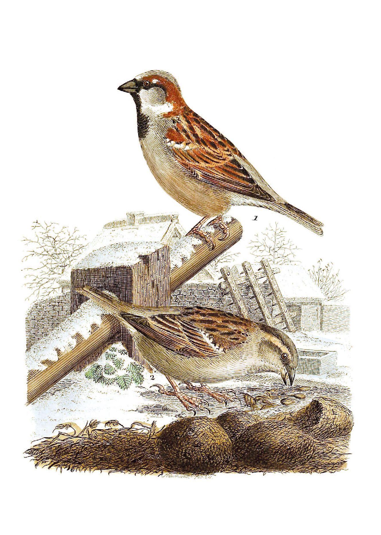 Beispielinhalt (Bild) Die Vögel Mitteleuropas (Jubiläumsausgabe)