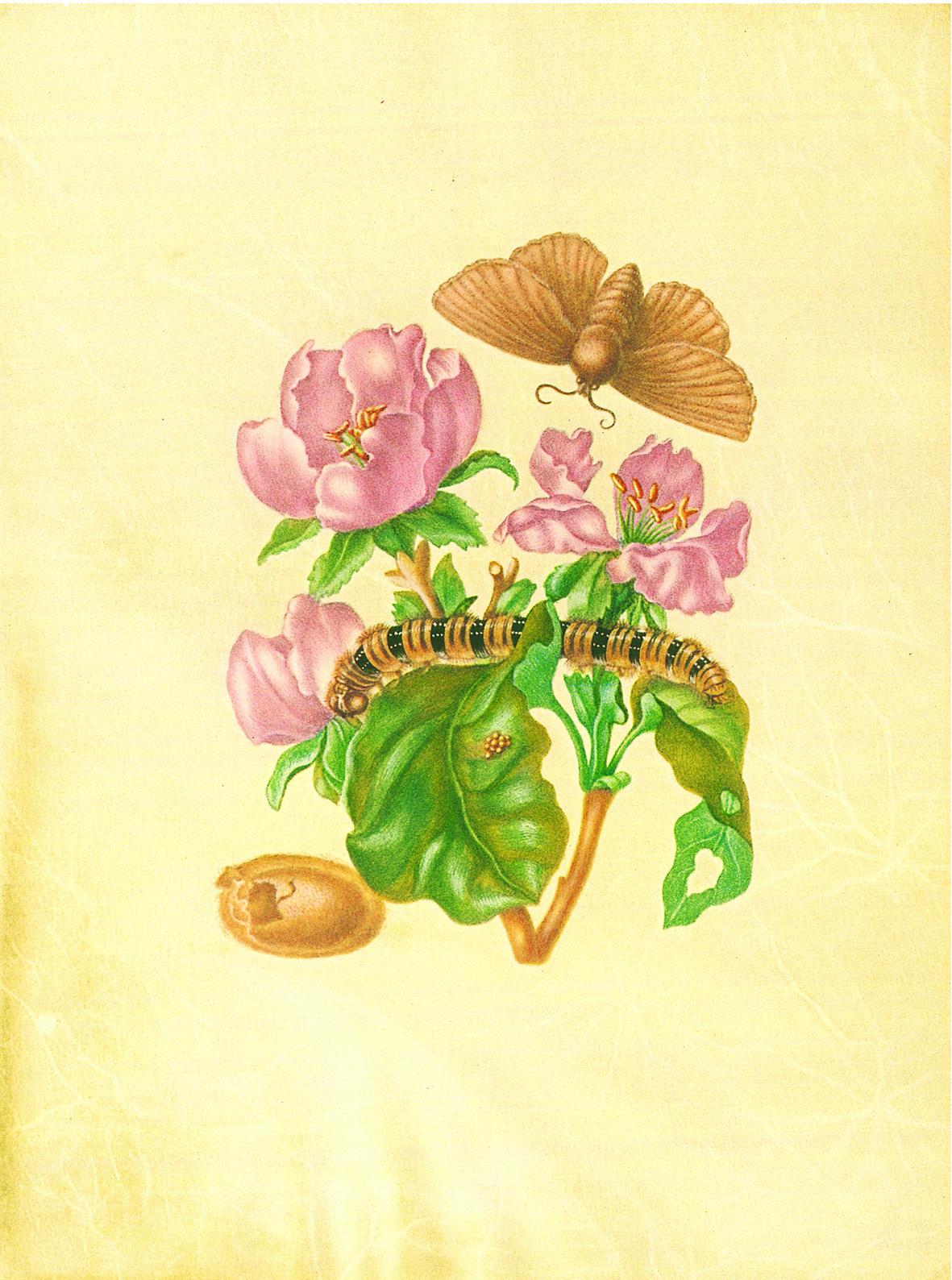 Beispielinhalt (Bild) Maria Sibylla Merian - St. Petersburger Aquarelle (Jubiläumsausgabe)