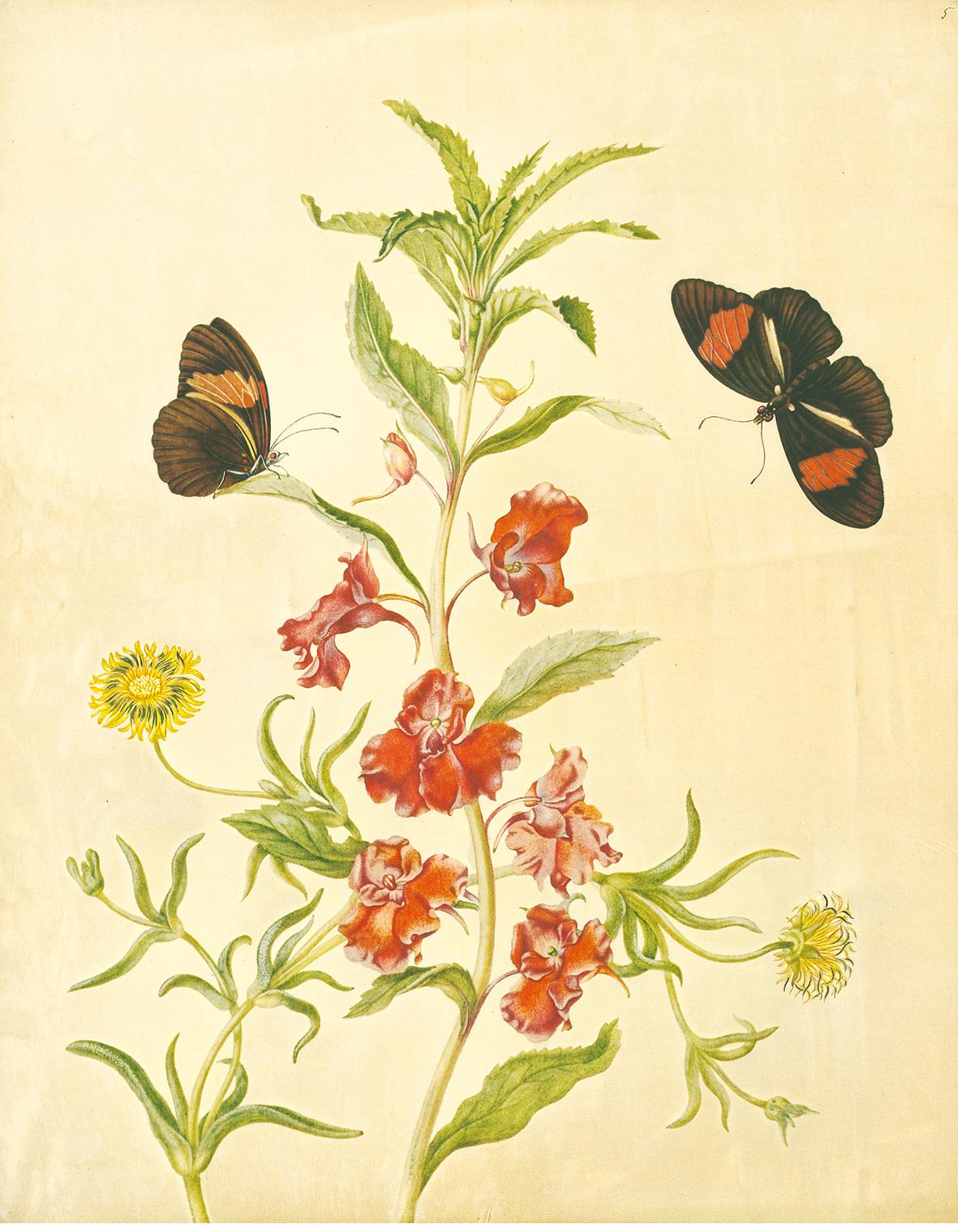 Beispielinhalt (Bild) Maria Sibylla Merian - St. Petersburger Aquarelle (Jubiläumsausgabe)