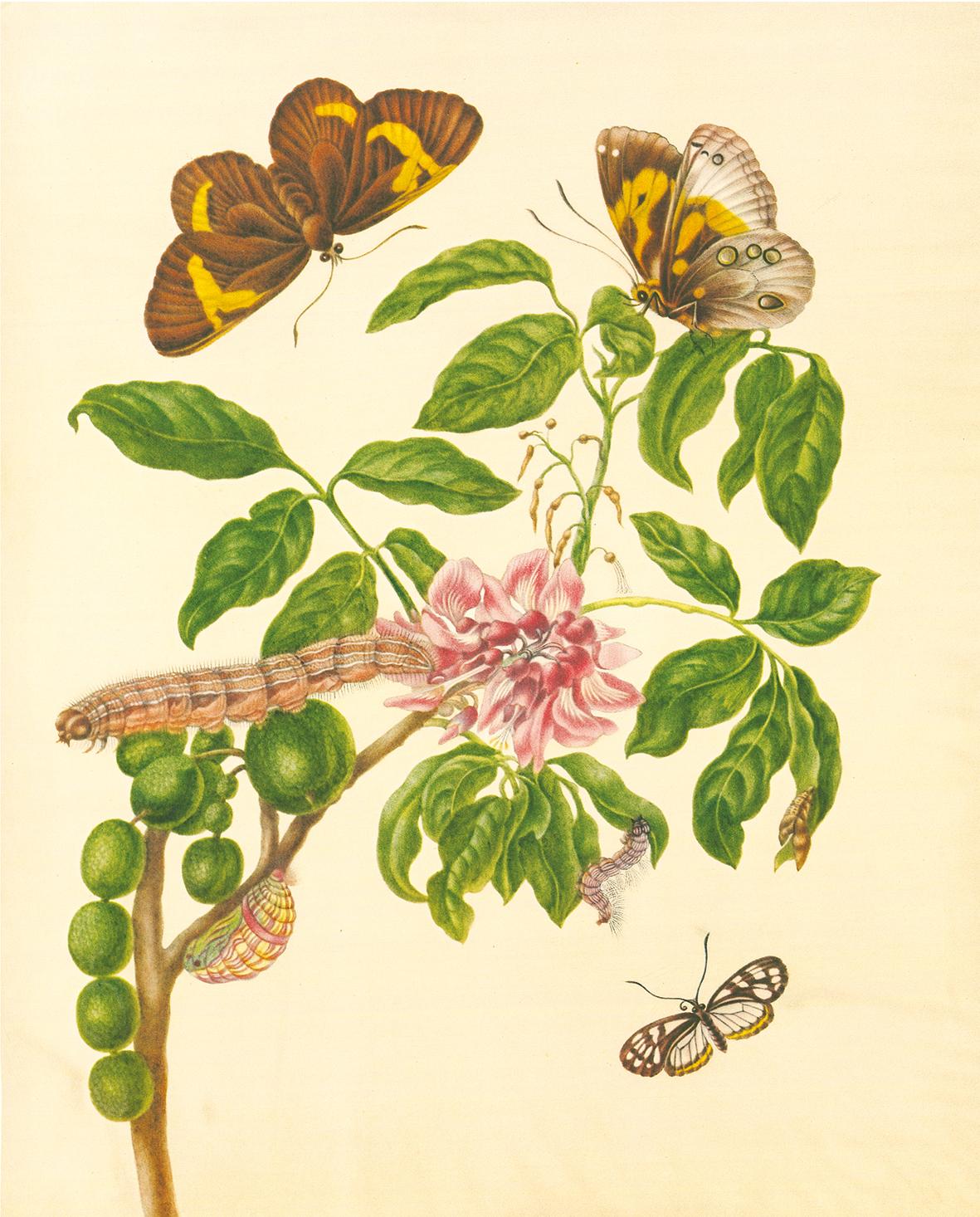 Beispielinhalt (Bild) Maria Sibylla Merian - St. Petersburger Aquarelle (Jubiläumsausgabe)