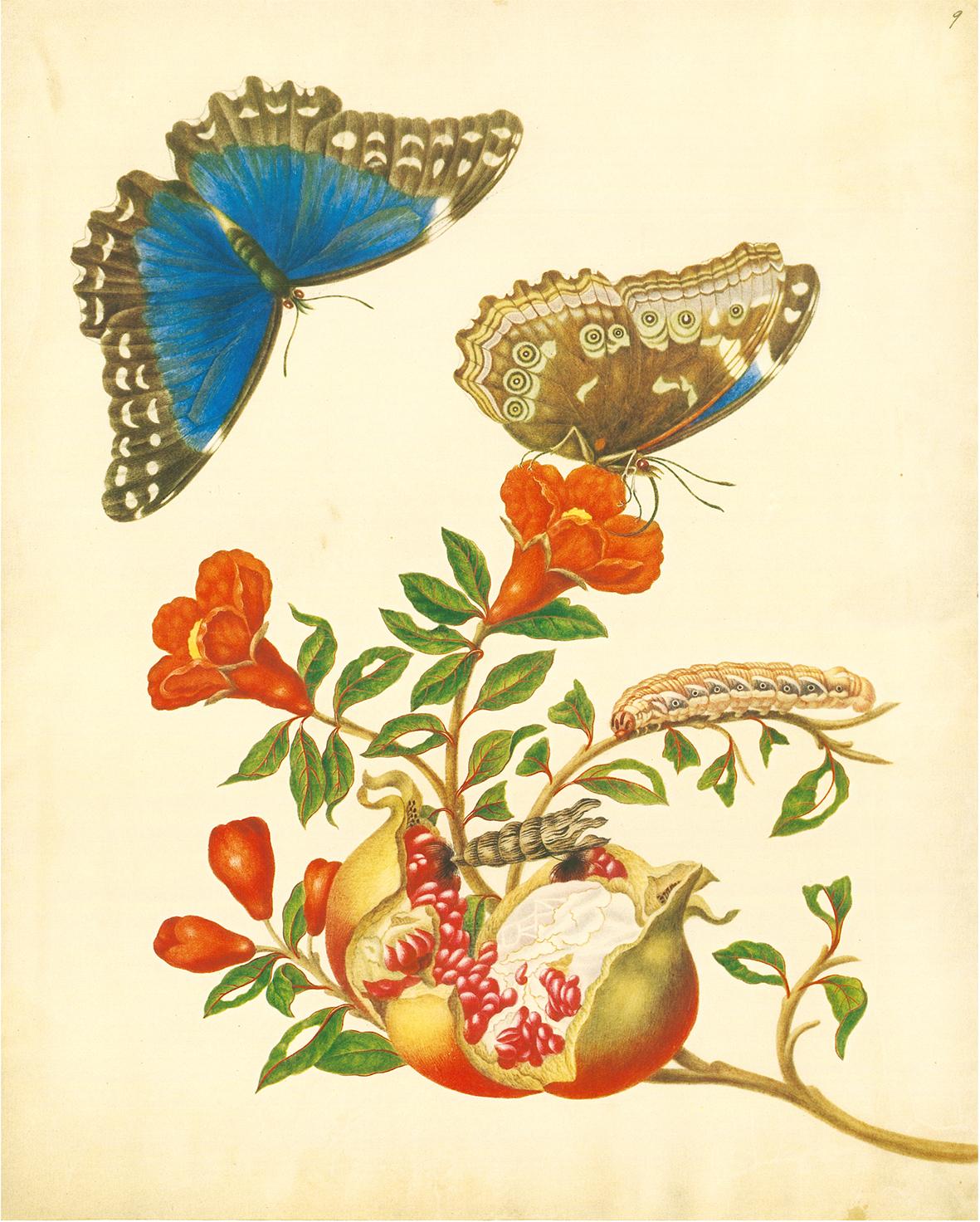 Beispielinhalt (Bild) Maria Sibylla Merian - St. Petersburger Aquarelle (Jubiläumsausgabe)