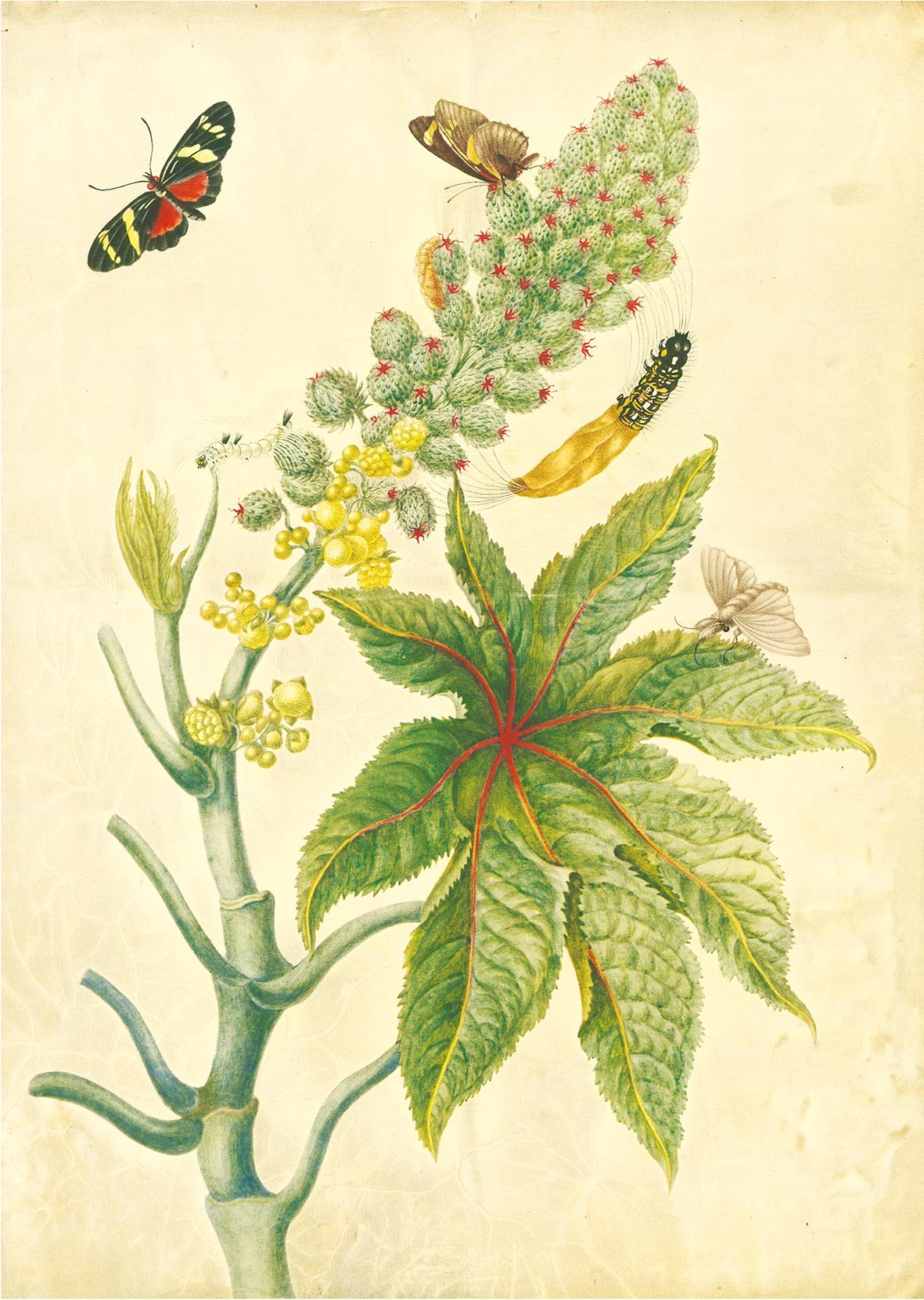 Beispielinhalt (Bild) Maria Sibylla Merian - St. Petersburger Aquarelle (Jubiläumsausgabe)