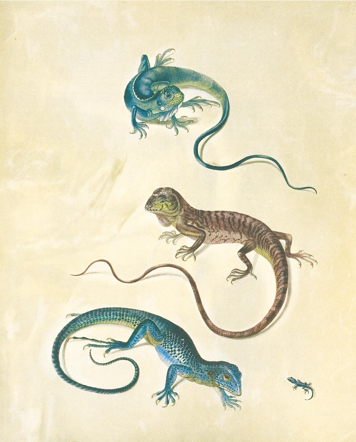 Beispielinhalt (Bild) Maria Sibylla Merian - St. Petersburger Aquarelle (Jubiläumsausgabe)
