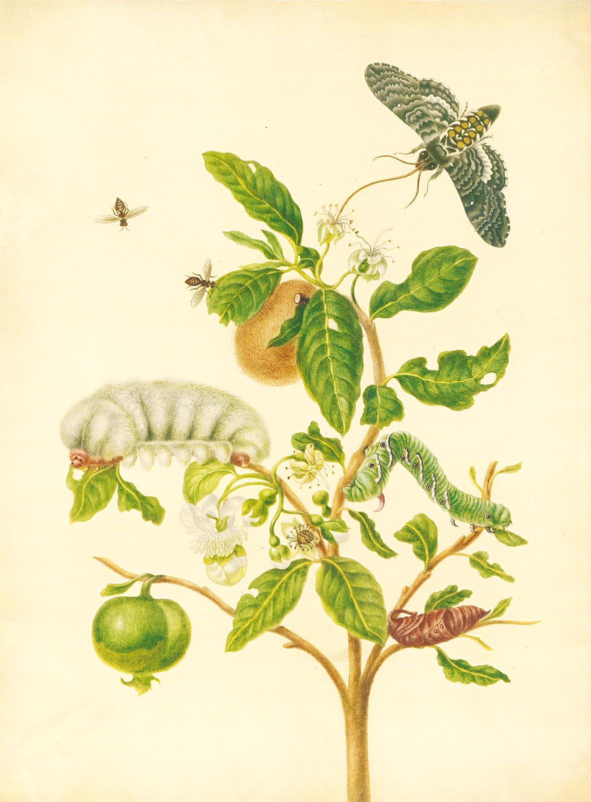 Beispielinhalt (Bild) Maria Sibylla Merian - St. Petersburger Aquarelle (Jubiläumsausgabe)