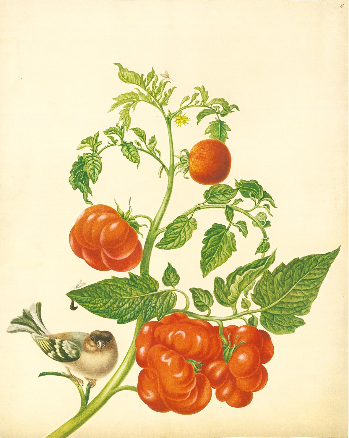 Beispielinhalt (Bild) Maria Sibylla Merian - St. Petersburger Aquarelle (Jubiläumsausgabe)