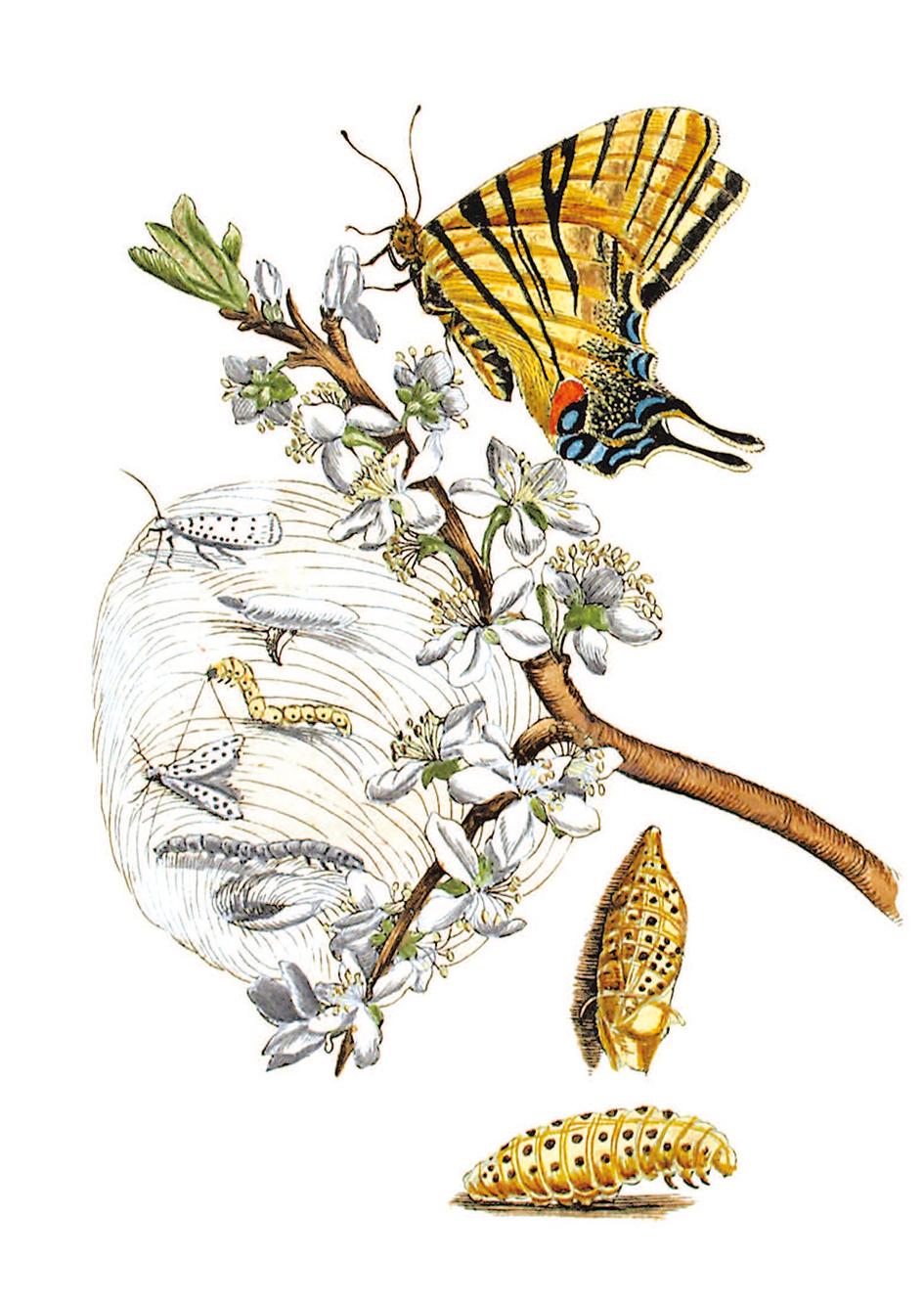 Beispielinhalt (Bild) Maria Sibylla Merian - Blüten, Raupen, Schmetterlinge (Jubiläumsausgabe)