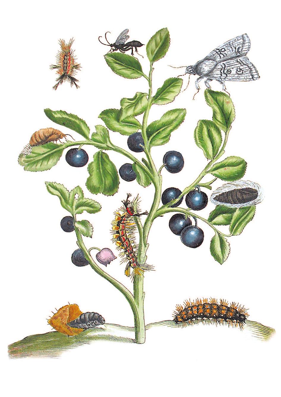 Beispielinhalt (Bild) Maria Sibylla Merian - Blüten, Raupen, Schmetterlinge (Jubiläumsausgabe)