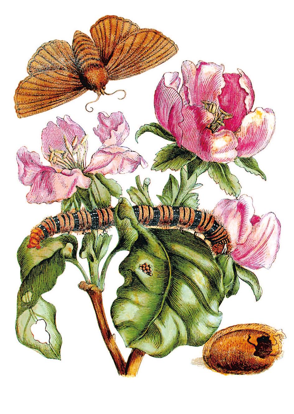 Beispielinhalt (Bild) Maria Sibylla Merian - Blüten, Raupen, Schmetterlinge (Jubiläumsausgabe)