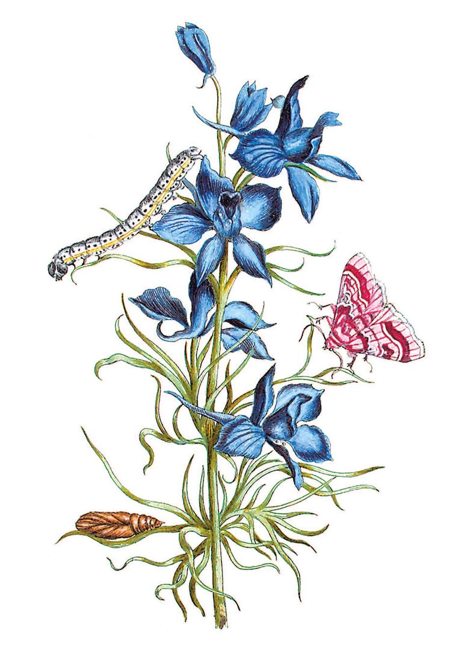 Beispielinhalt (Bild) Maria Sibylla Merian - Blüten, Raupen, Schmetterlinge (Jubiläumsausgabe)