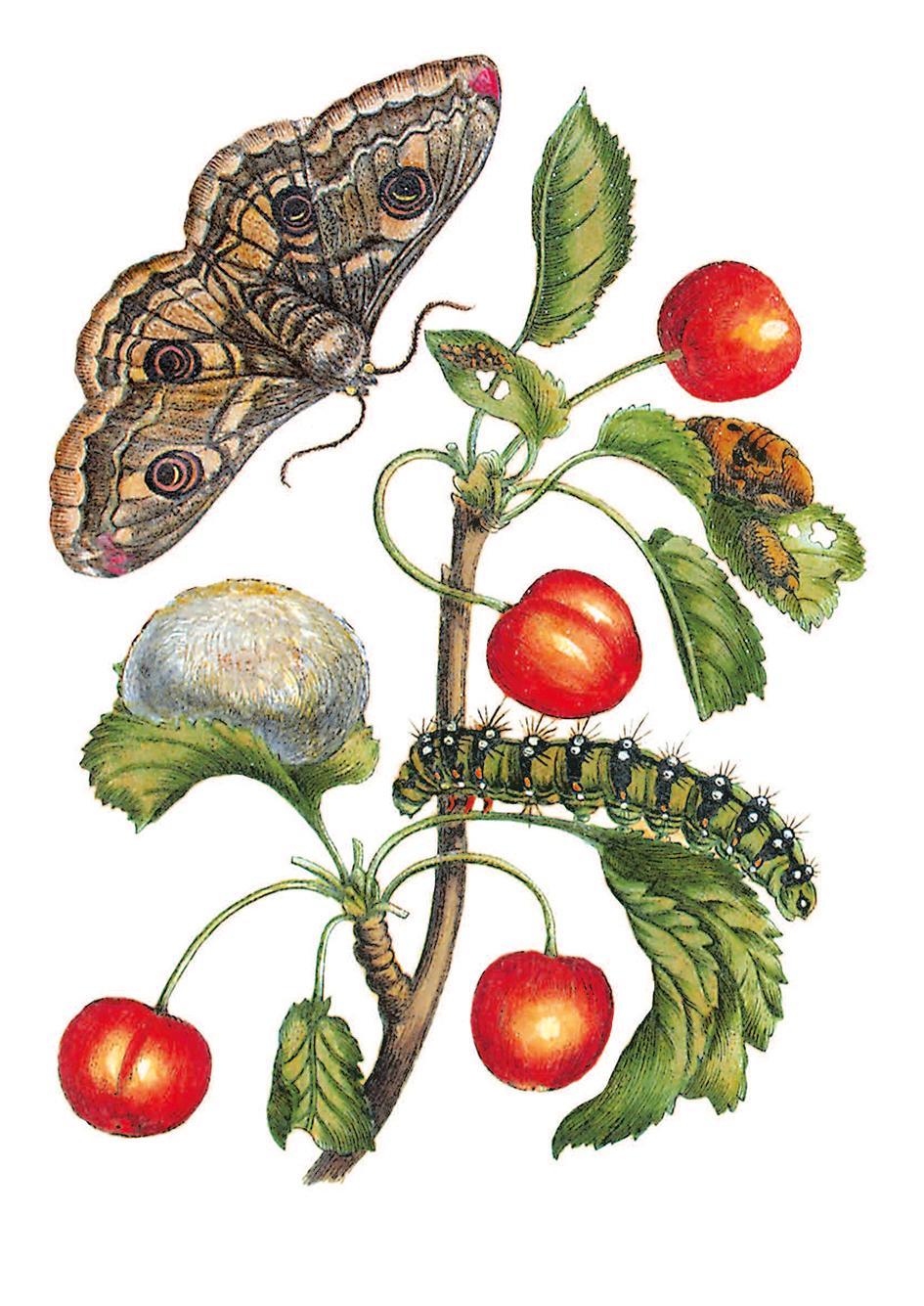 Beispielinhalt (Bild) Maria Sibylla Merian - Blüten, Raupen, Schmetterlinge (Jubiläumsausgabe)