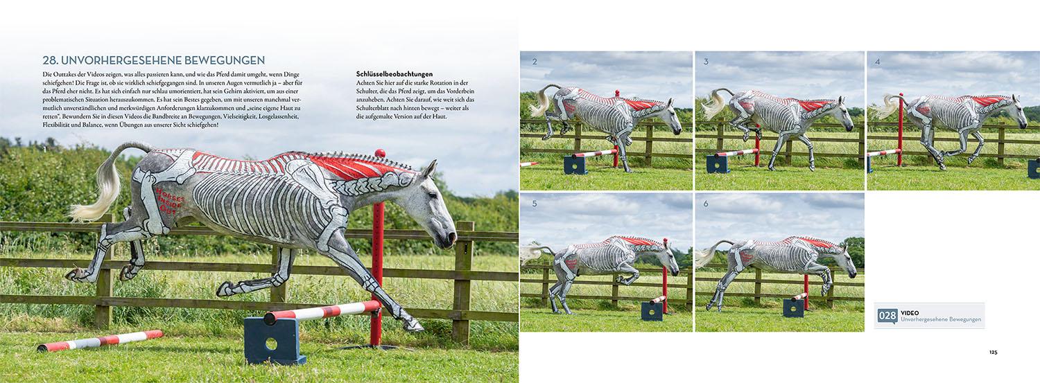 Beispielinhalt (Bild) Anatomie in Bewegung