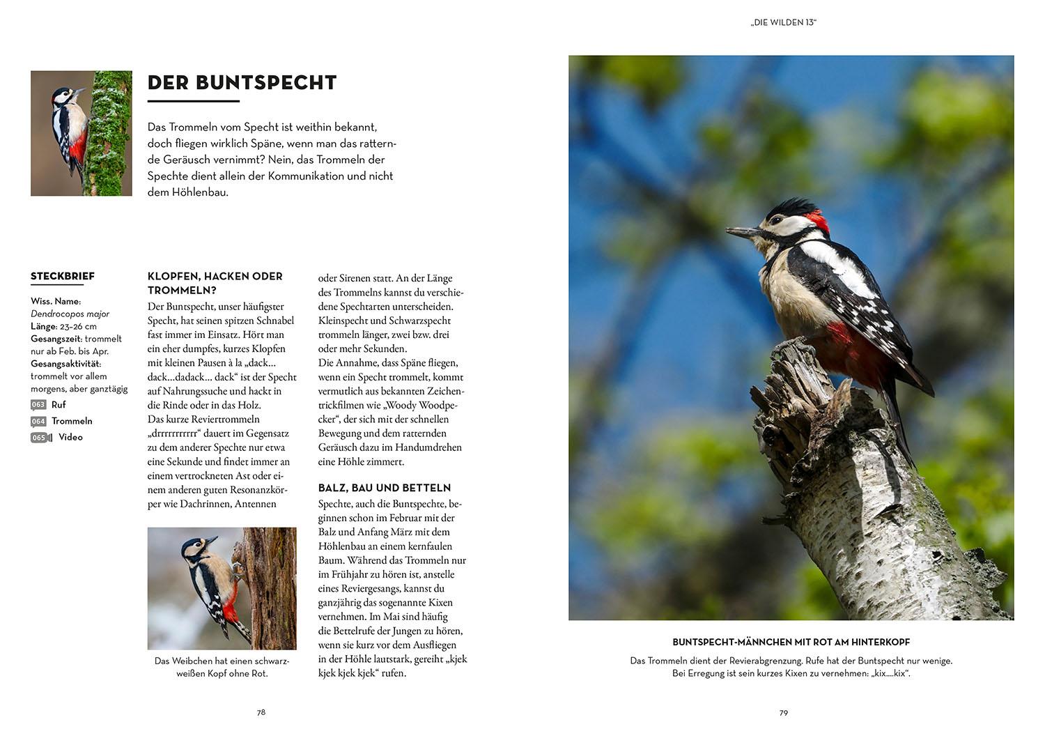 Beispielinhalt (Bild) Vögel bestimmen mit den Ohren