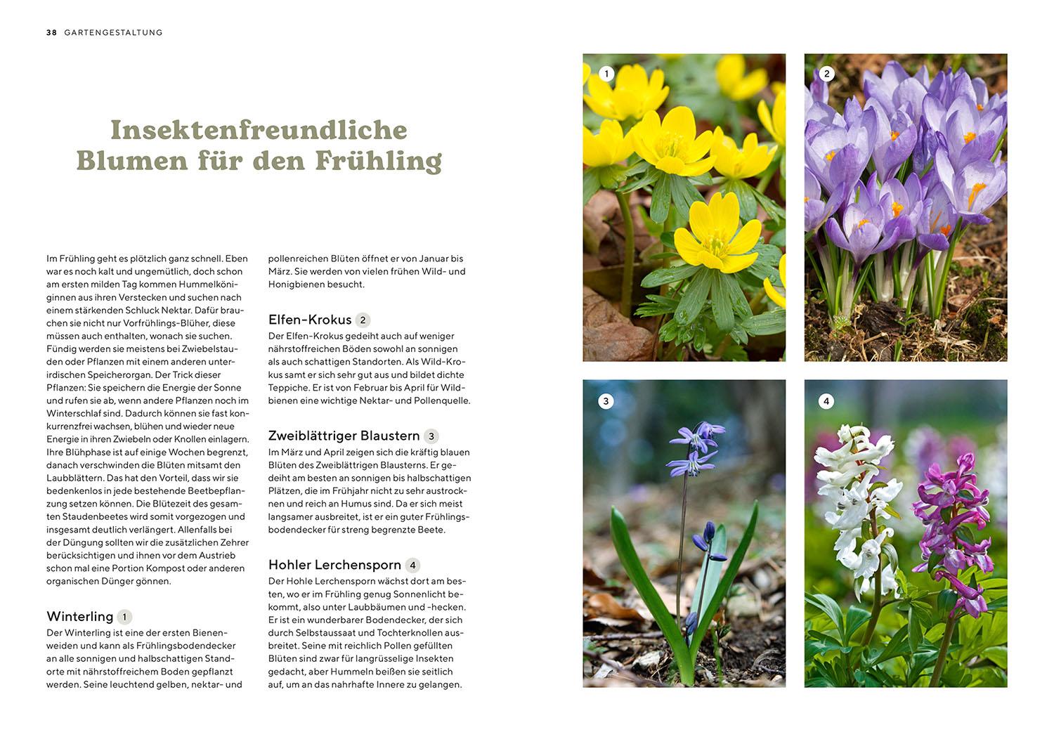 Beispielinhalt (Bild) Mein Insektenparadies