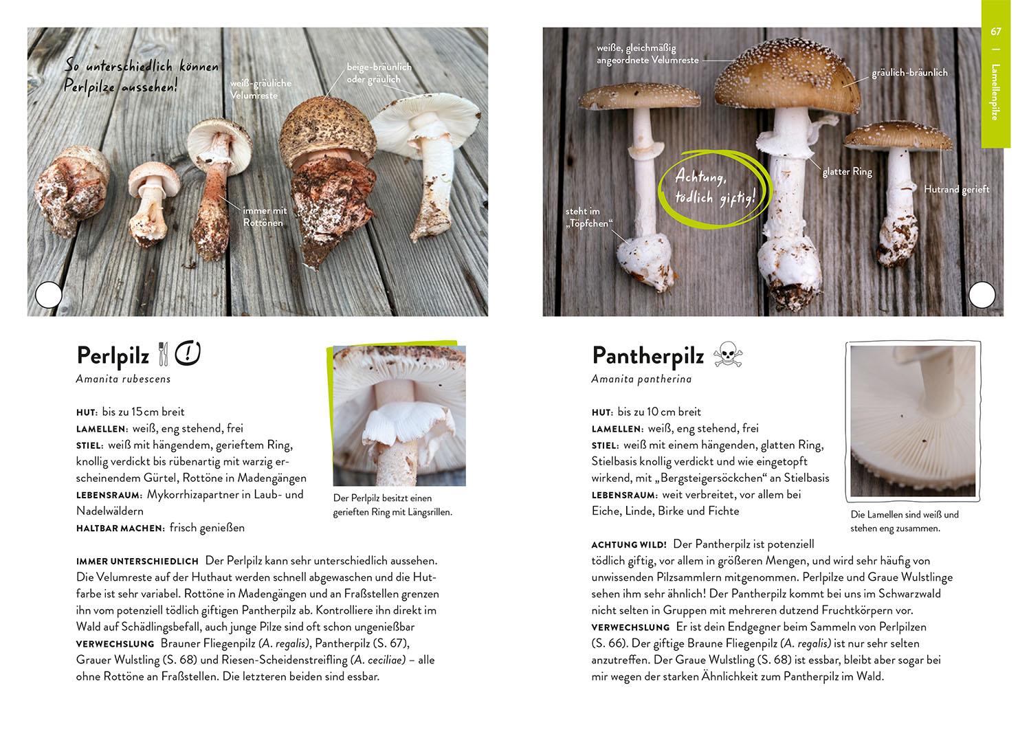 Beispielinhalt (Bild) Nature Guide Pilze