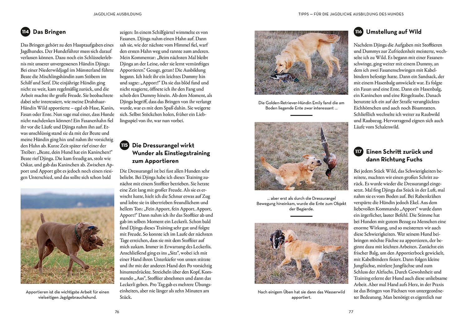Beispielinhalt (Bild) Tipps & Tricks für Hundeführer