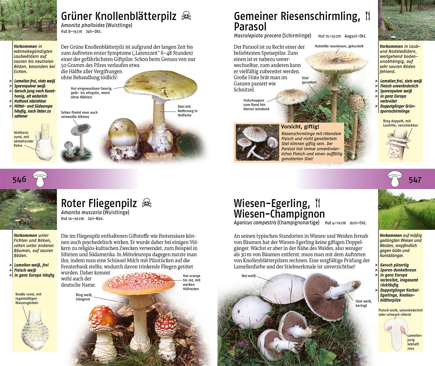 Beispielinhalt (Bild) Der Kosmos Tier- und Pflanzenführer