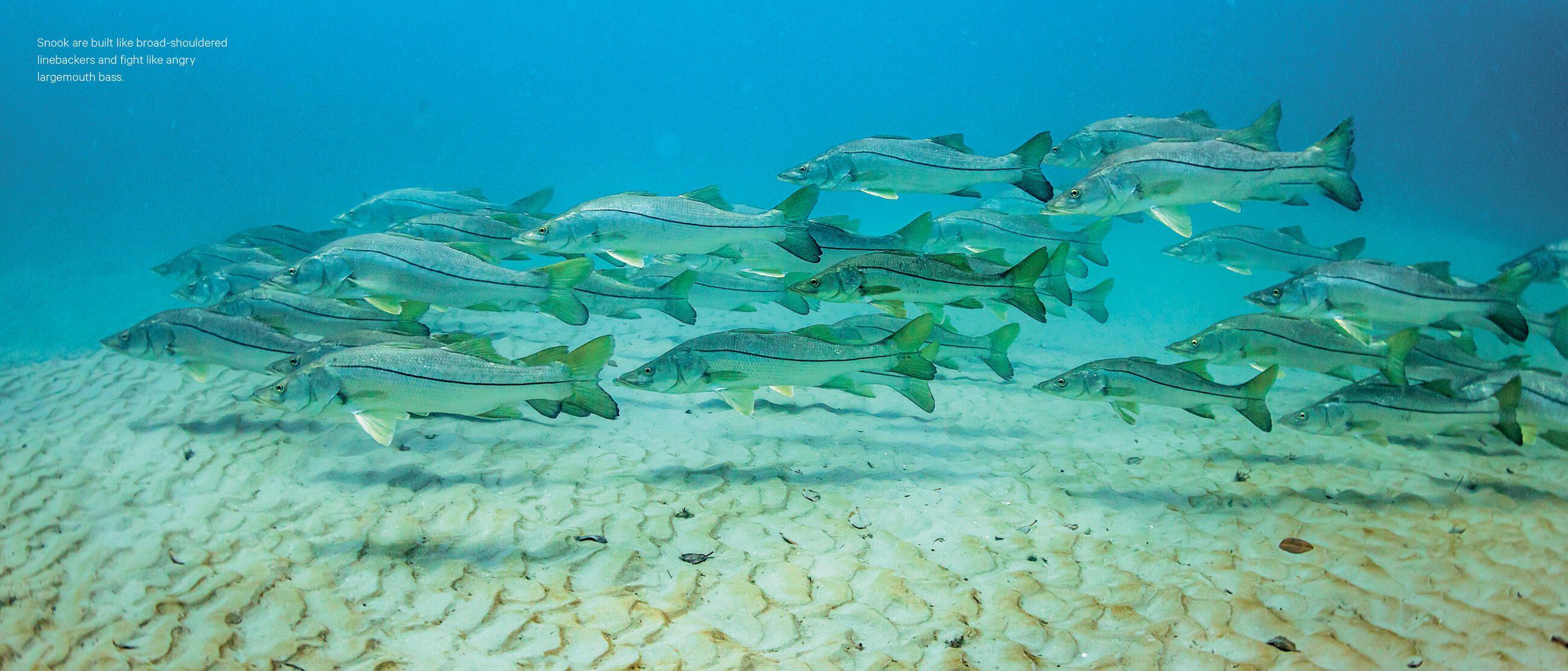 Beispielinhalt (Bild) The Zen of Flyfishing