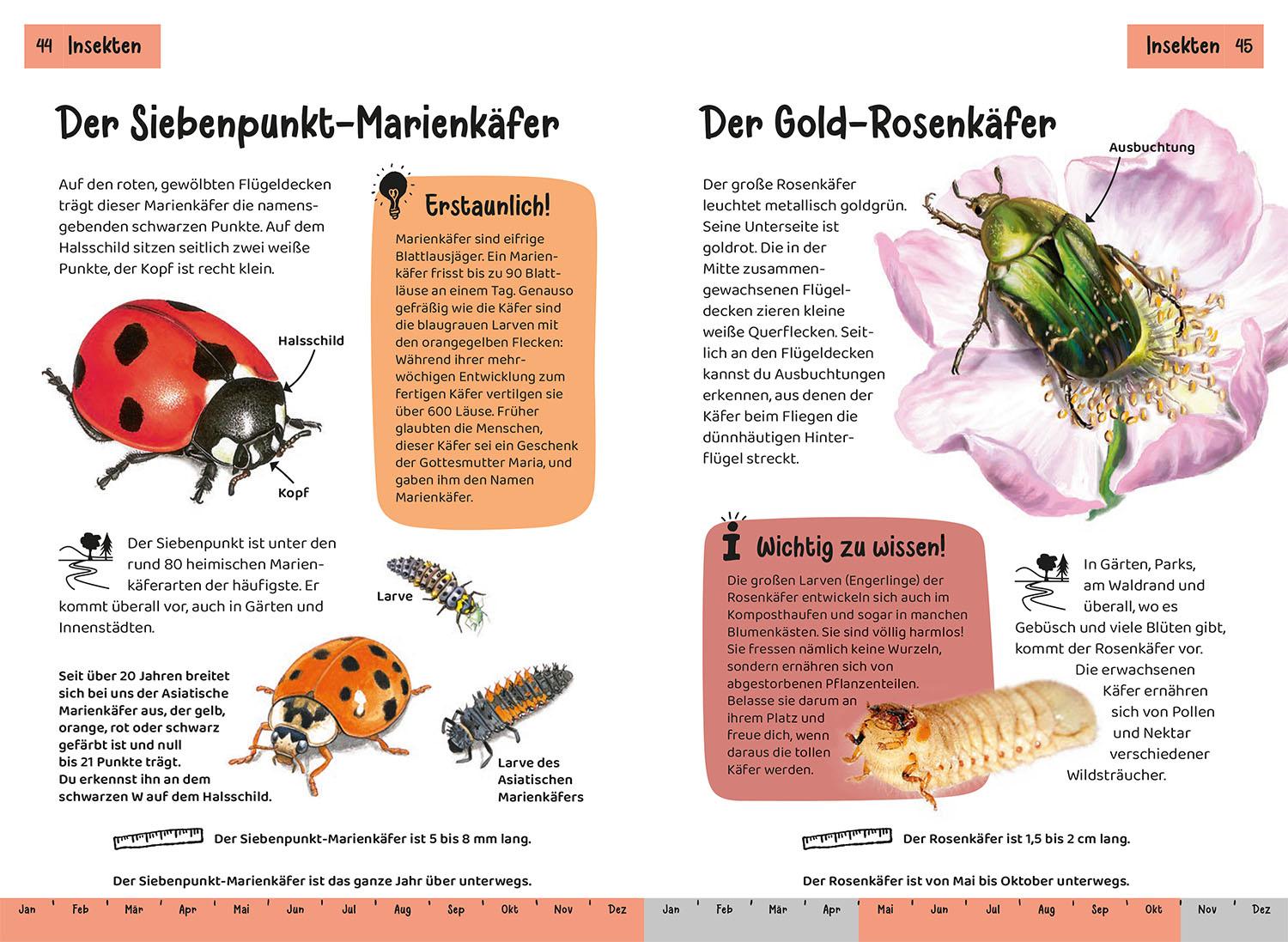 Beispielinhalt (Bild) Was lebt im Garten? Kindernaturführer