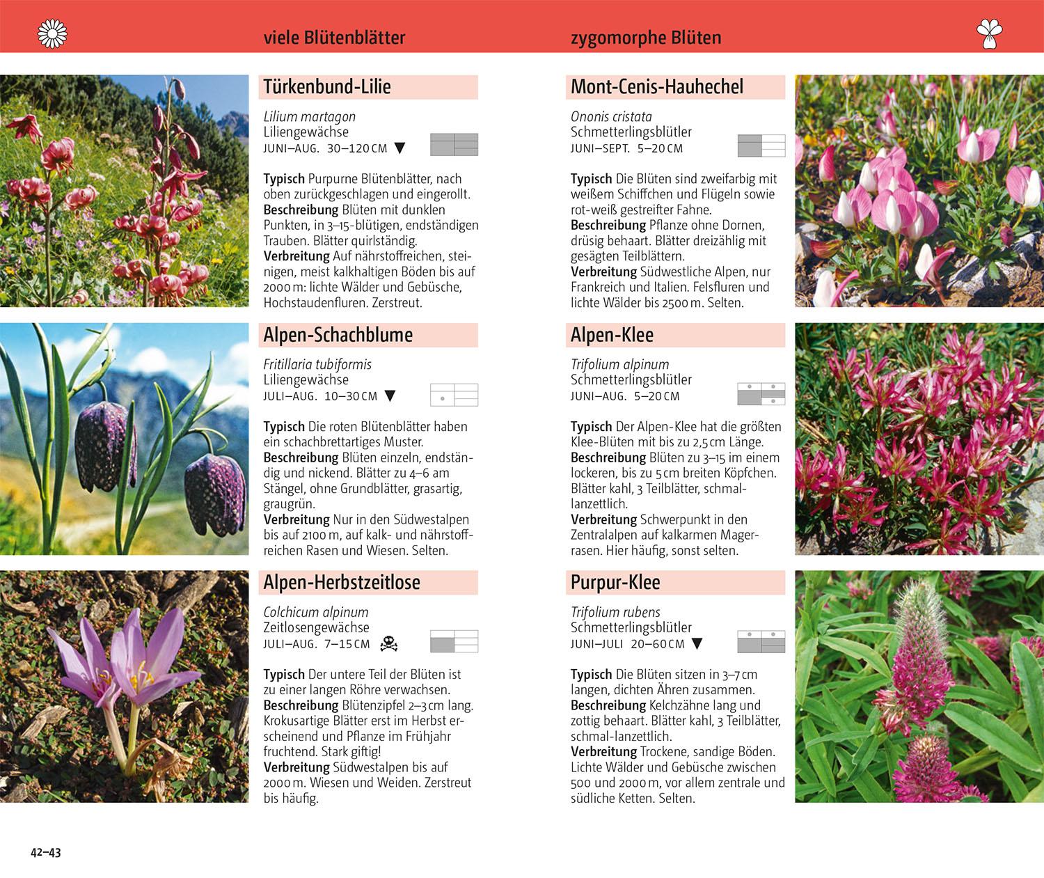 Beispielinhalt (Bild) Blumen der Alpen