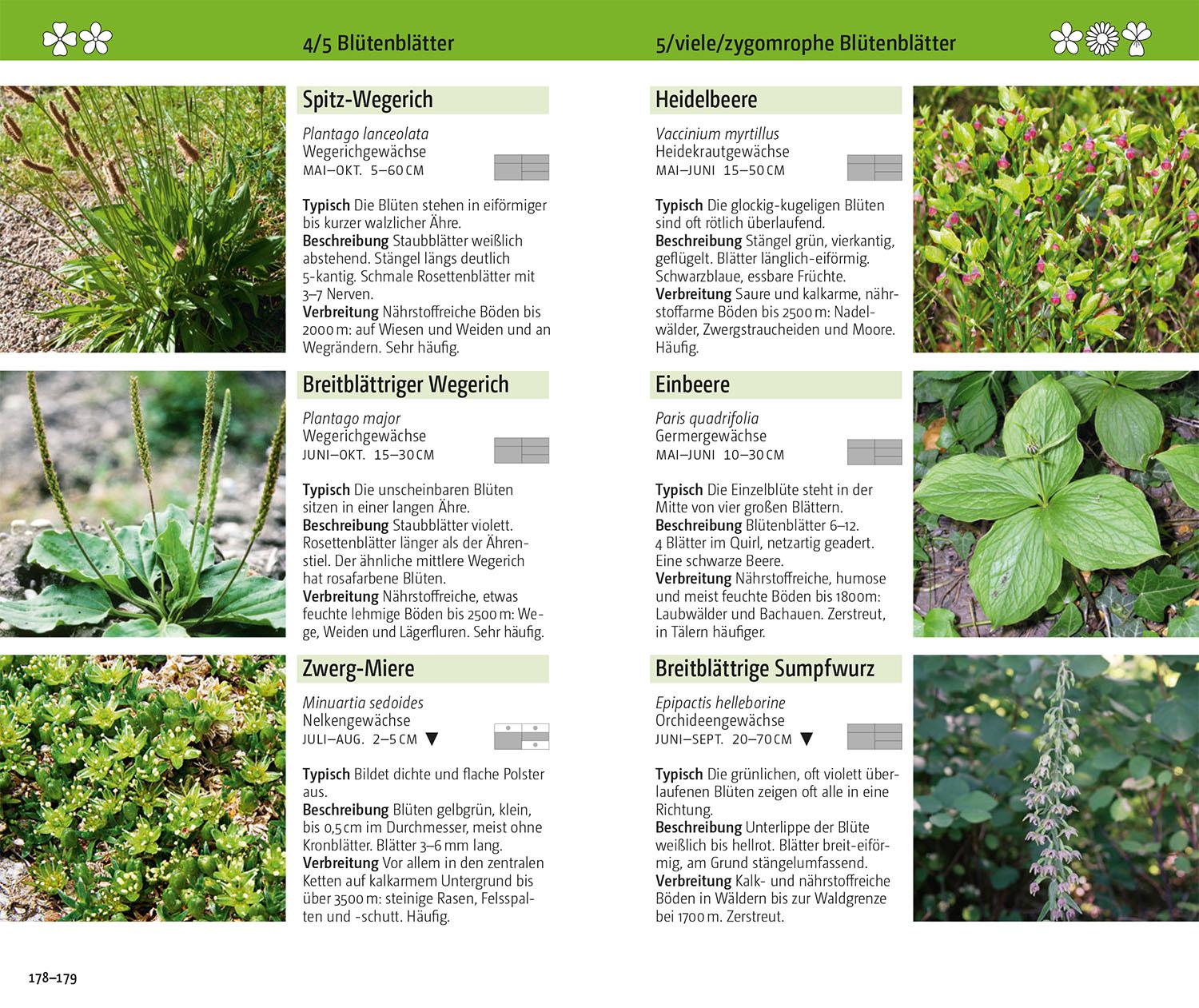 Beispielinhalt (Bild) Blumen der Alpen