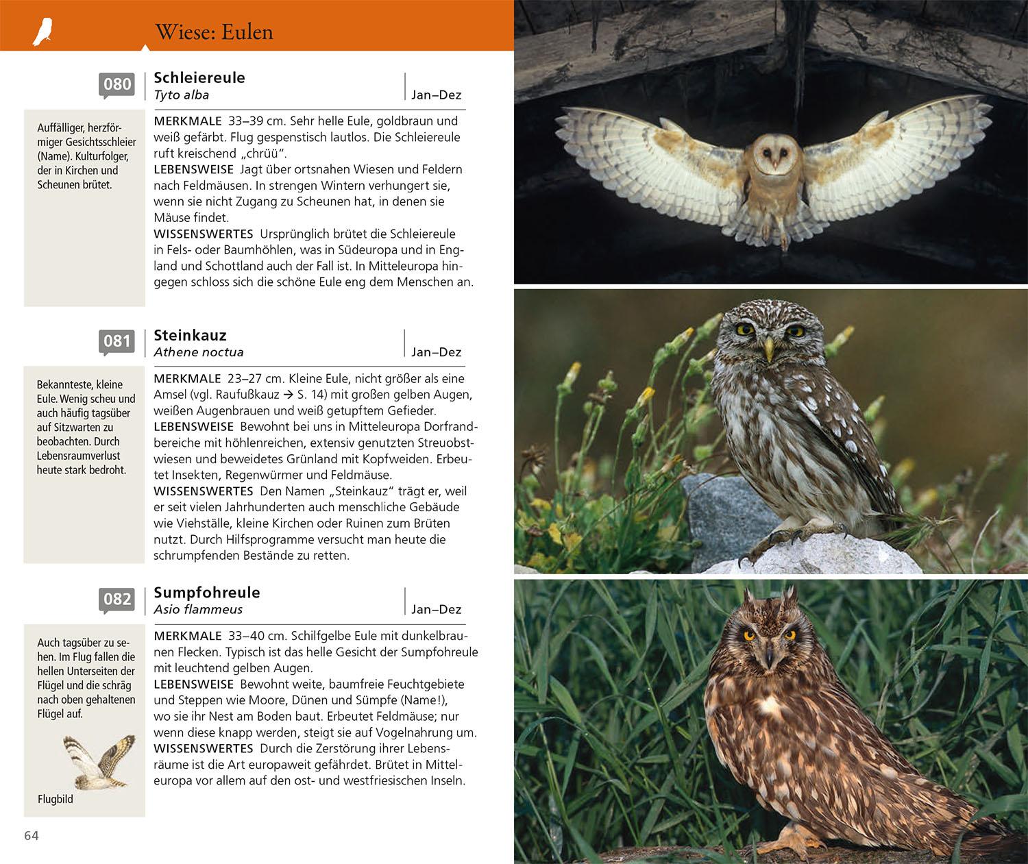 Beispielinhalt (Bild) Kosmos Vogelführer für unterwegs