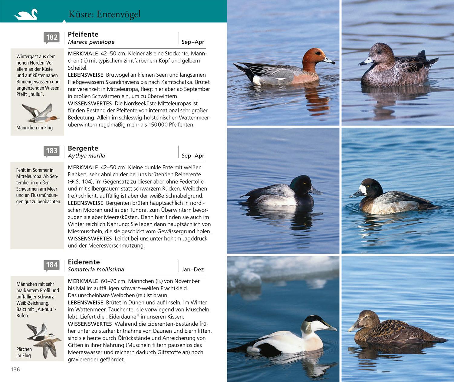 Beispielinhalt (Bild) Kosmos Vogelführer für unterwegs