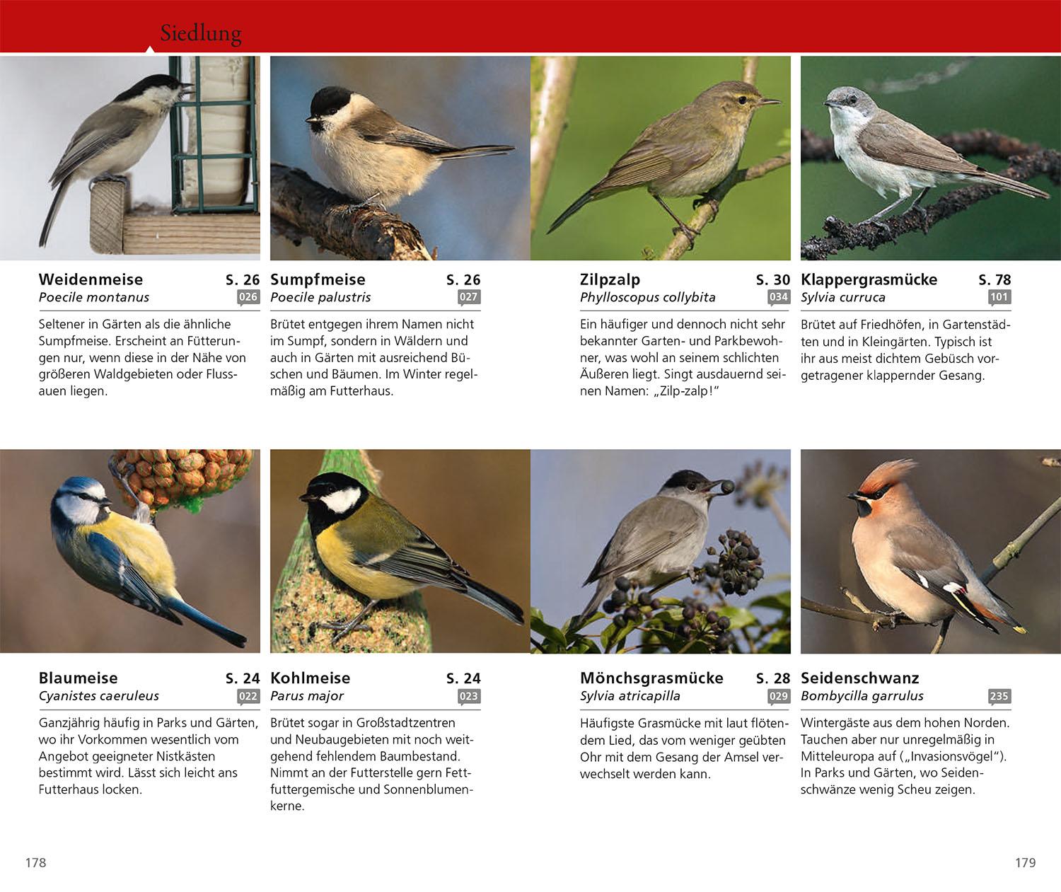Beispielinhalt (Bild) Kosmos Vogelführer für unterwegs