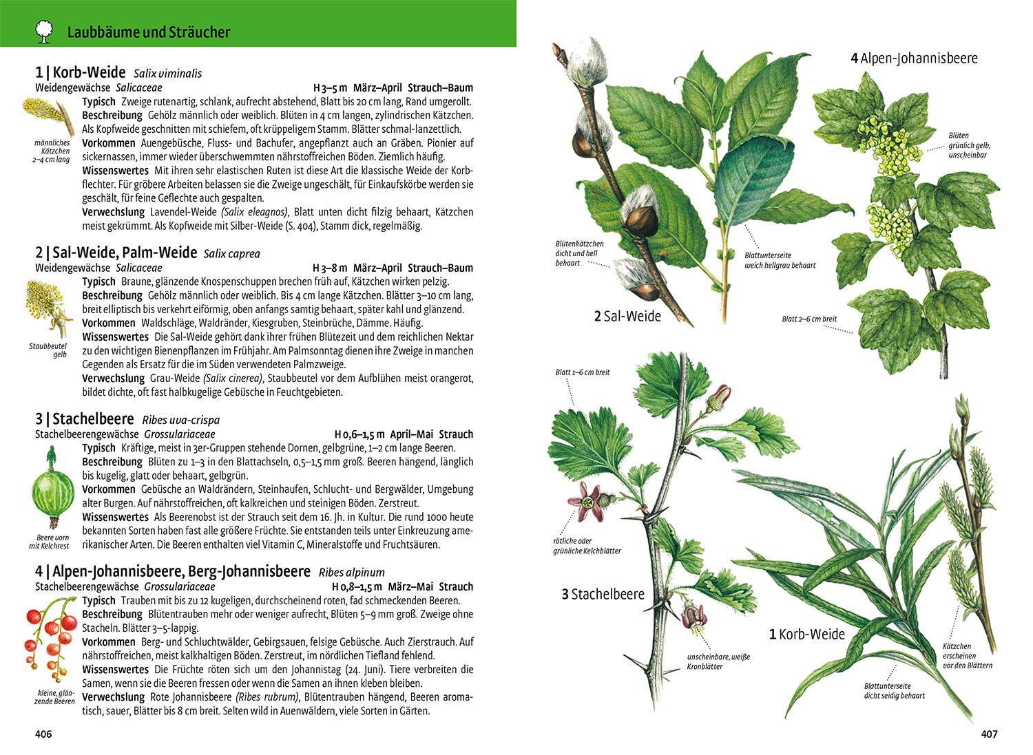 Beispielinhalt (Bild) Was blüht denn da - Das Original