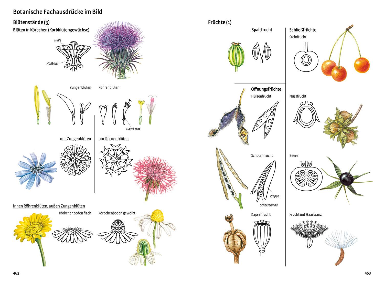 Beispielinhalt (Bild) Was blüht denn da - Das Original