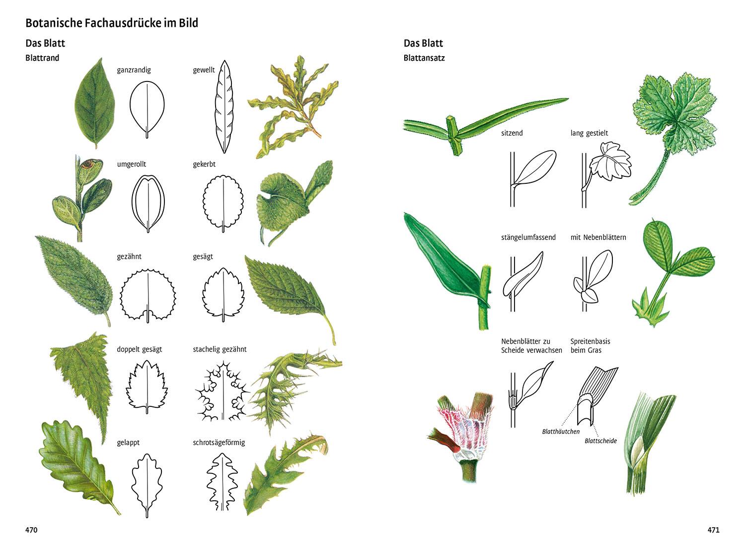 Beispielinhalt (Bild) Was blüht denn da - Das Original