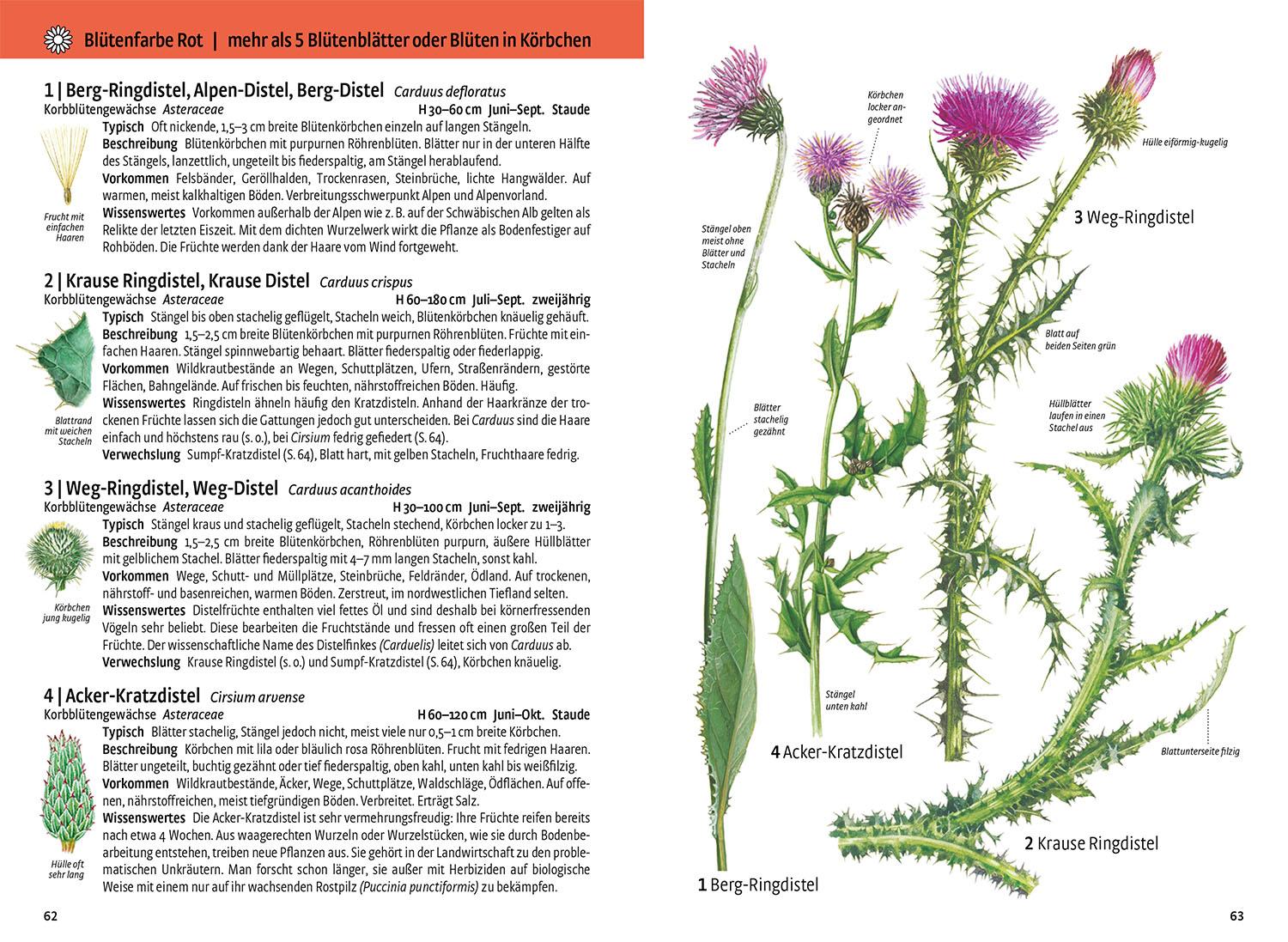 Beispielinhalt (Bild) Was blüht denn da - Das Original