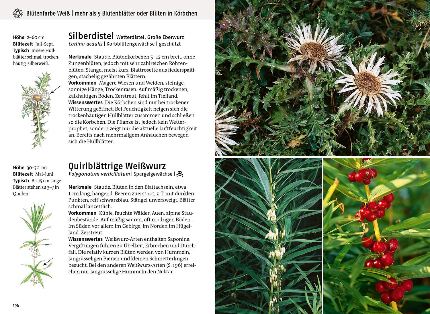 Beispielinhalt (Bild) Was blüht denn da - Der Fotoband