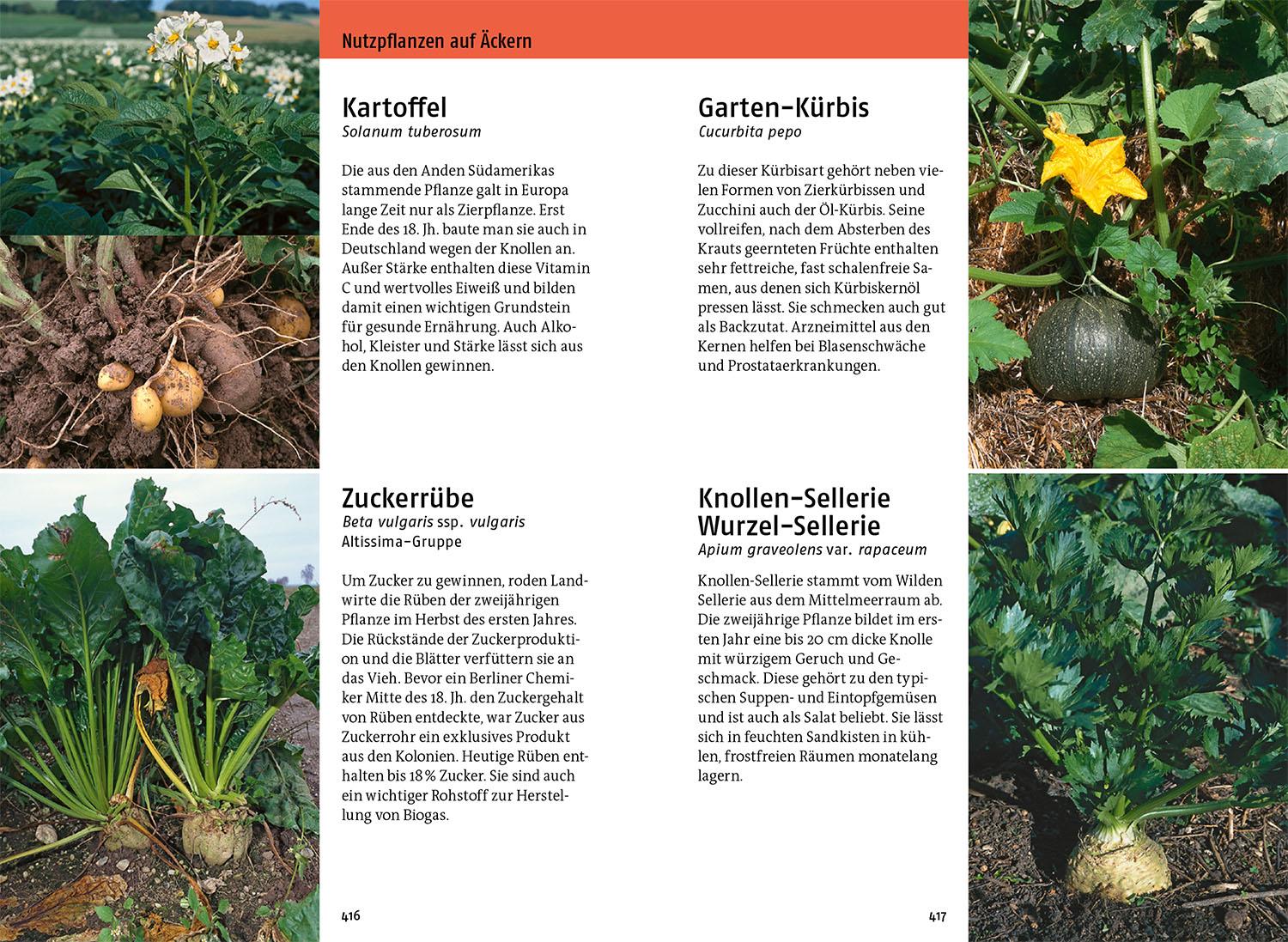 Beispielinhalt (Bild) Was blüht denn da - Der Fotoband