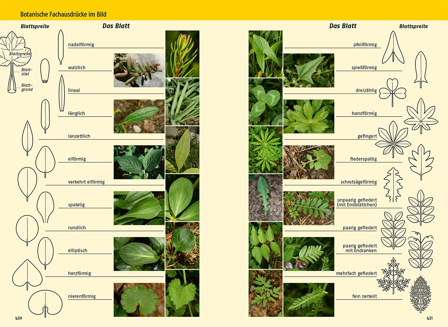 Beispielinhalt (Bild) Was blüht denn da - Der Fotoband