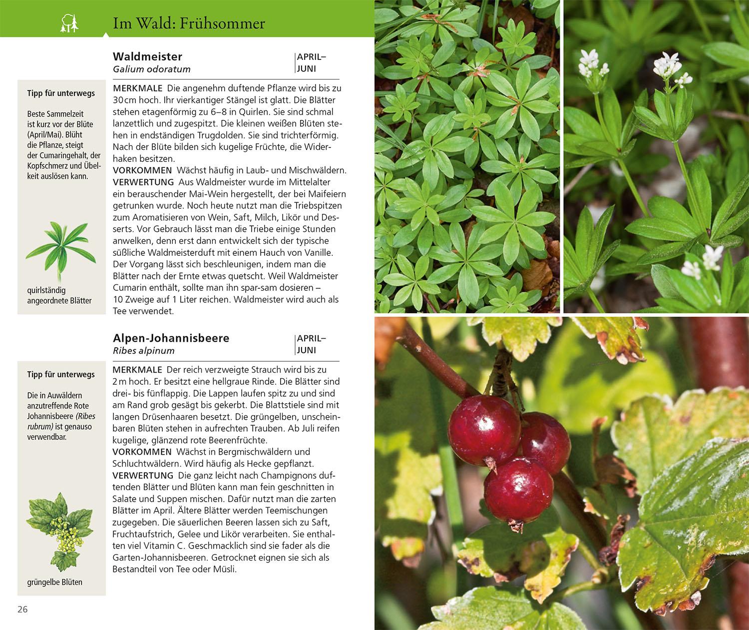 Beispielinhalt (Bild) Essbare Wildkräuter und Wildbeeren für unterwegs