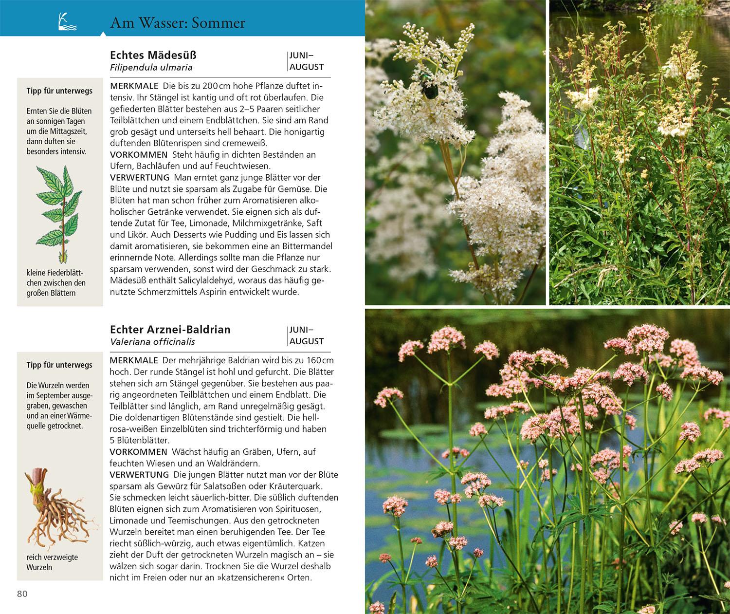 Beispielinhalt (Bild) Essbare Wildkräuter und Wildbeeren für unterwegs