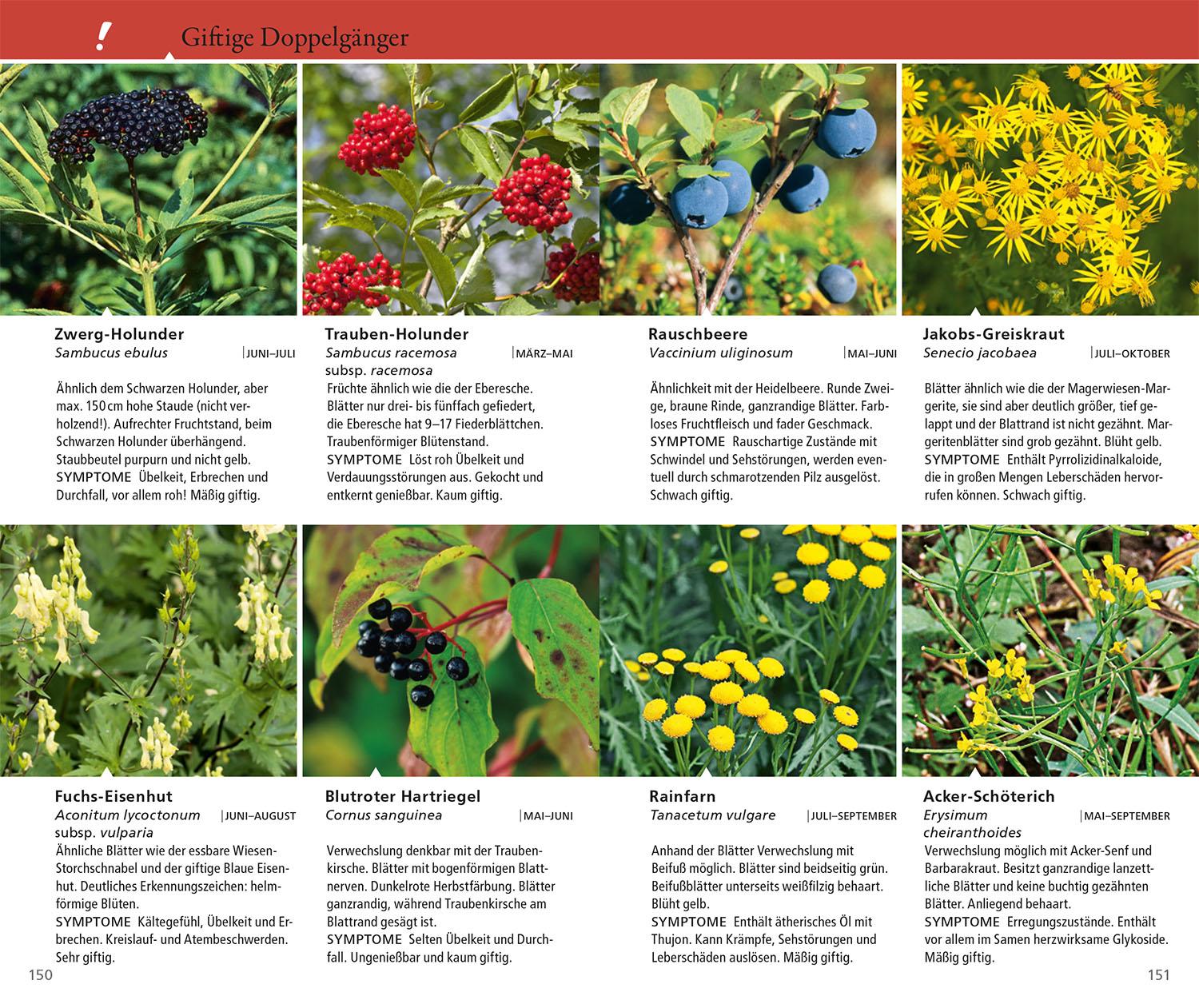 Beispielinhalt (Bild) Essbare Wildkräuter und Wildbeeren für unterwegs