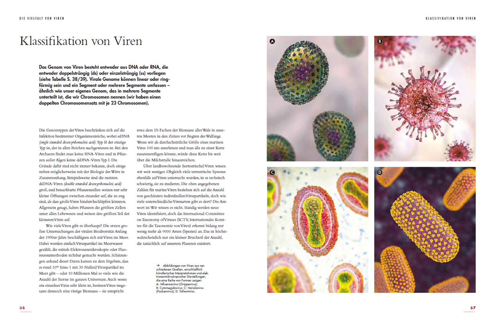 Beispielinhalt (Bild) Viren