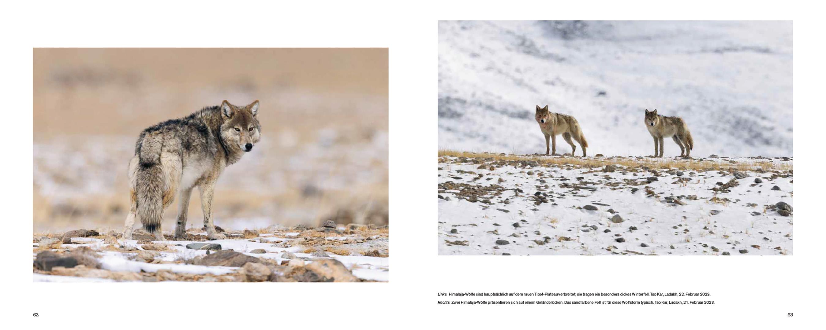 Beispielinhalt (Bild) Der Wolf