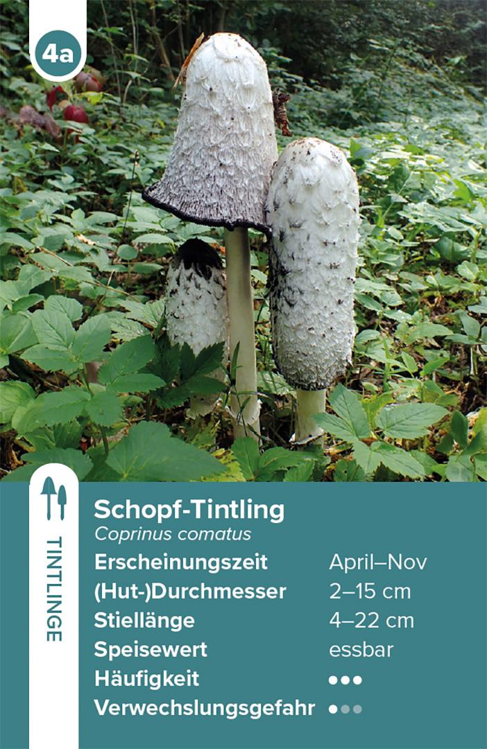 Beispielinhalt (Bild) Einheimische Pilze - das Quartett-Spiel
