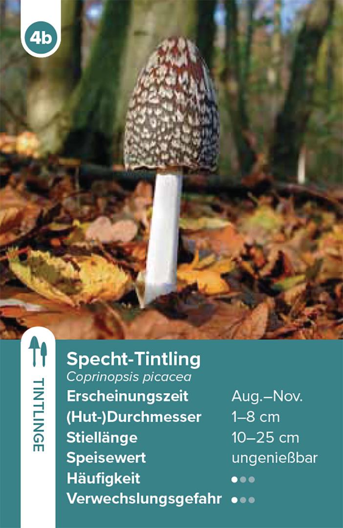Beispielinhalt (Bild) Einheimische Pilze - das Quartett-Spiel