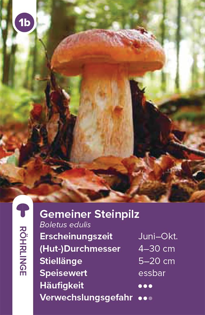 Beispielinhalt (Bild) Einheimische Pilze - das Quartett-Spiel