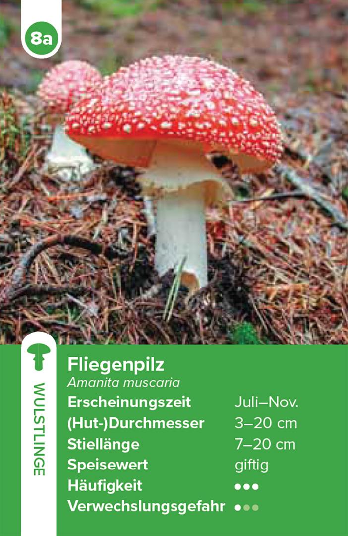 Beispielinhalt (Bild) Einheimische Pilze - das Quartett-Spiel
