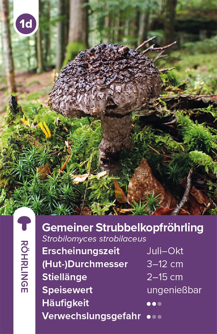 Beispielinhalt (Bild) Einheimische Pilze - das Quartett-Spiel